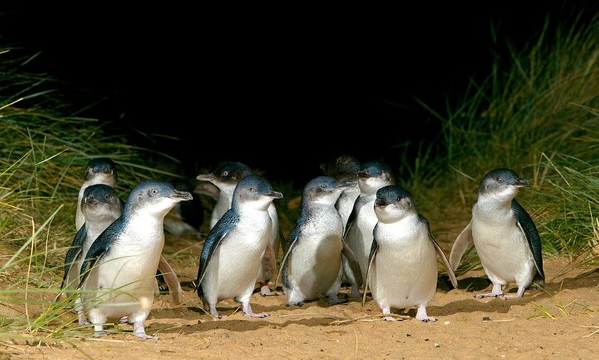 Image 3: Full-Day Penguins and Wildlife Nature Experience from Melbourne