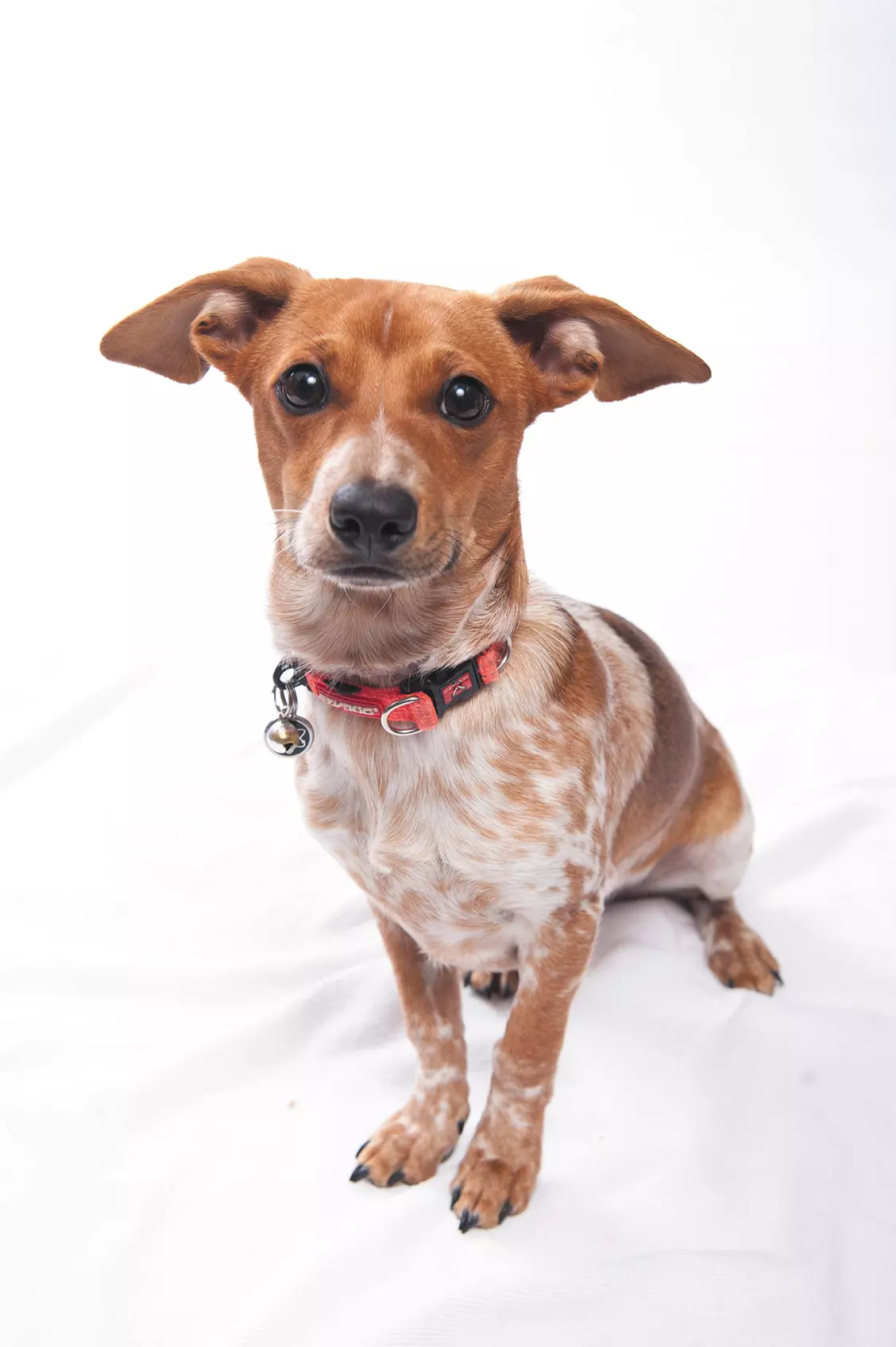 $35 For 1 Medium Size Dog Grooming (Reg. $70) - Primary Image