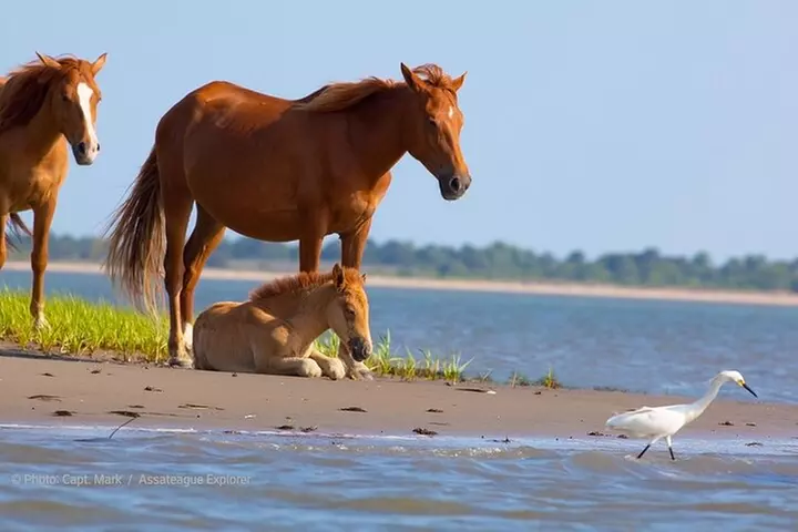Sunset Wildlife Cruise along Assateague & Chincoteague Island - Second Medium