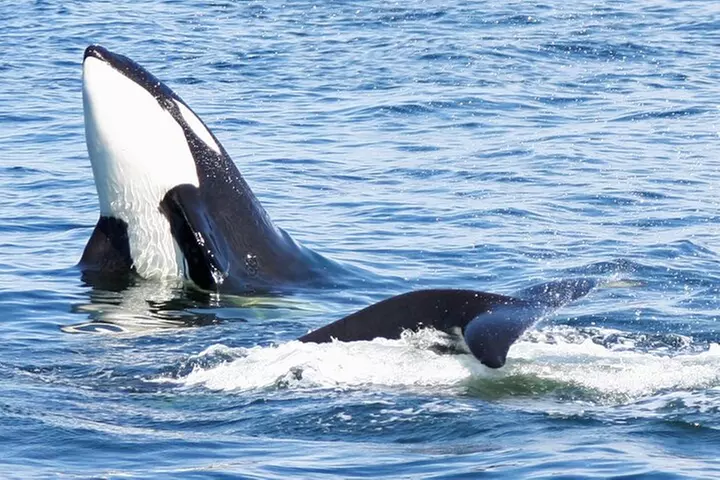 Only Wildlife and Whale Watching Tour Leaving from Seattle - Primary Image