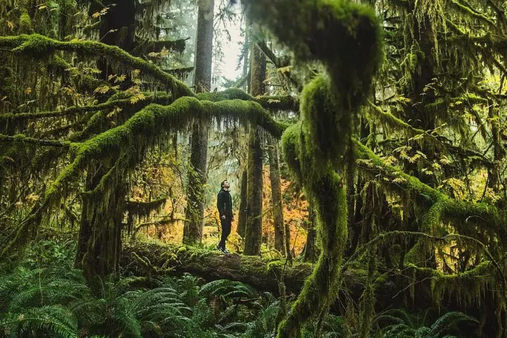 Best of Olympic National Park from Seattle: All-Inclusive Small-Gro...