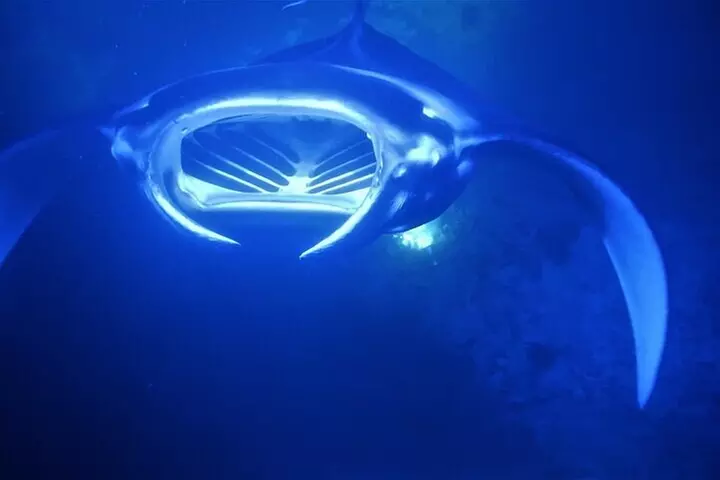 Honokohau Manta Ray Night Snorkel in Kailua-Kona, HI - Primary Image