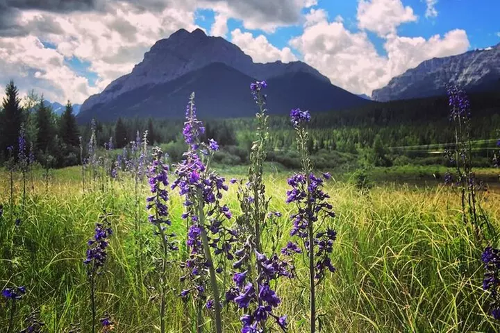 Survival Hike - Primary Image
