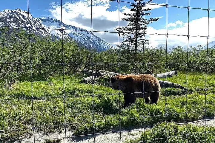 Full-Day Tour in Turnagain - Second Medium