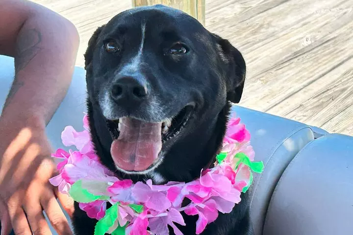 Cocoa Beach 2 Hour Dolphin Sightseeing tour- public