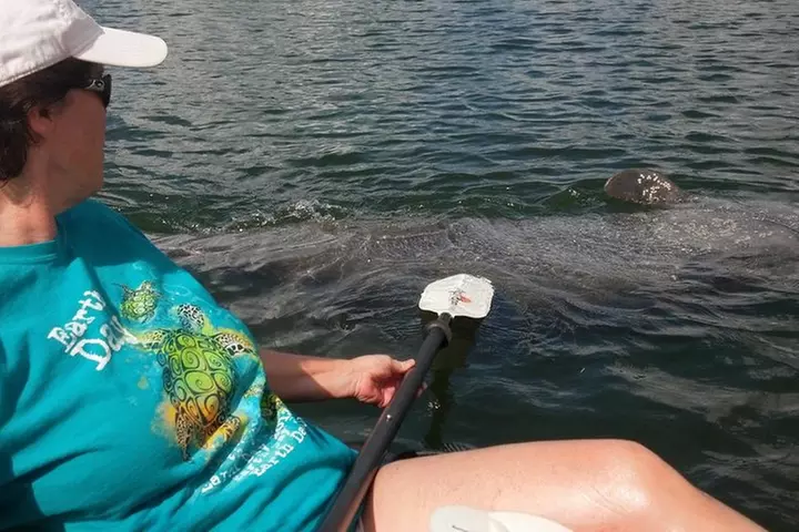 Sarasota Guided Mangrove Tunnel Kayak Tour