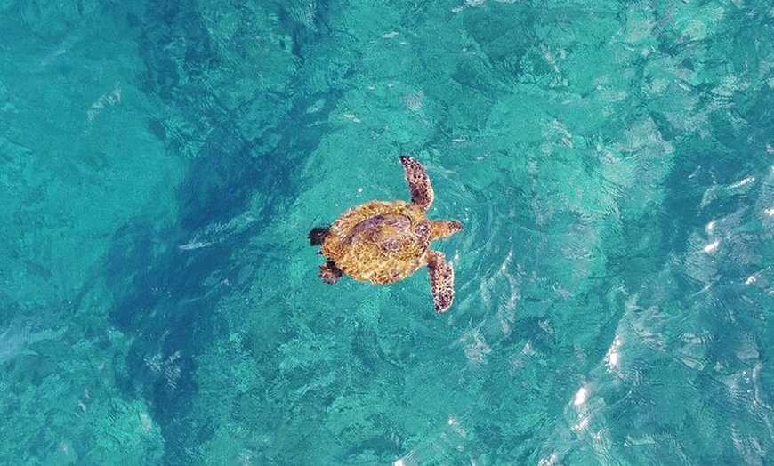 Image 5: Inner Reef Explorer - 30 minute Reef Scenic Flight