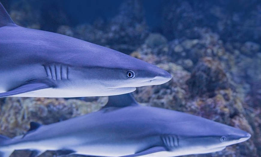 Image 2: Cairns Aquarium Dive with the Sharks