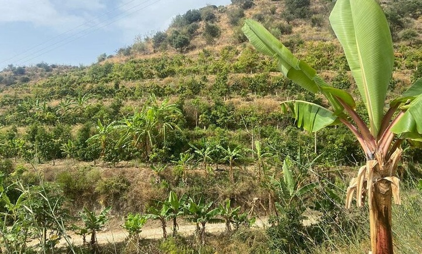 Image 8: Tour Guiado Explora nuestra Finca de Café y Frutas Tropicales