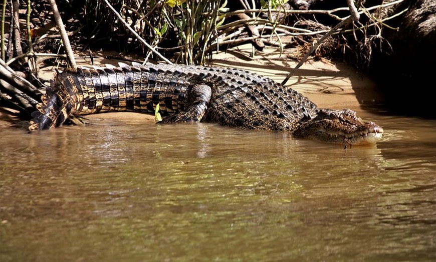 Image 13: Ultimate Daintree Rainforest Wildlife Experience Cruise