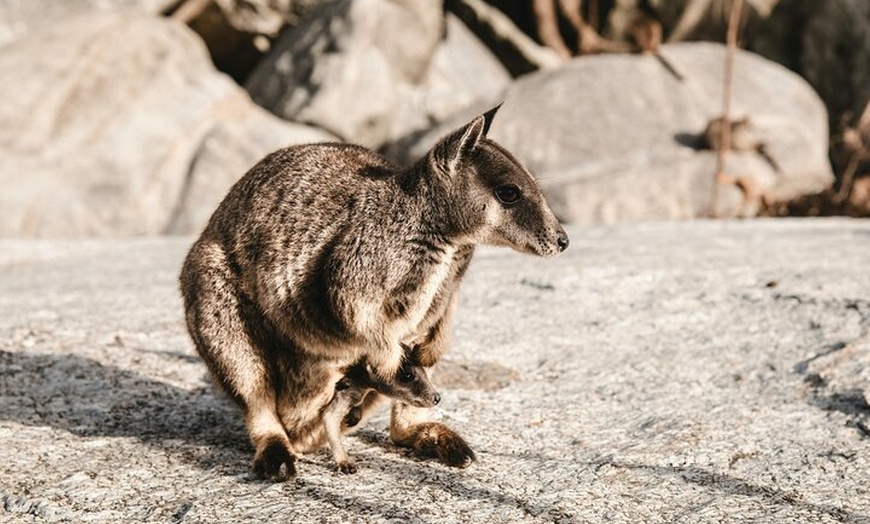 Image 15: PRIVATE Blue Mountains Scenic World Australian Wildlife & Cruise