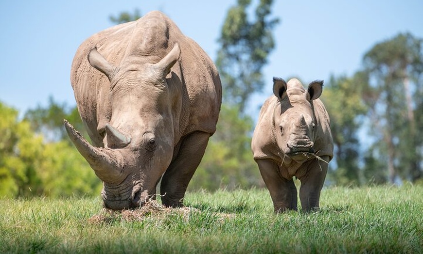 Image 5: Australia Zoo Day Trip from Brisbane
