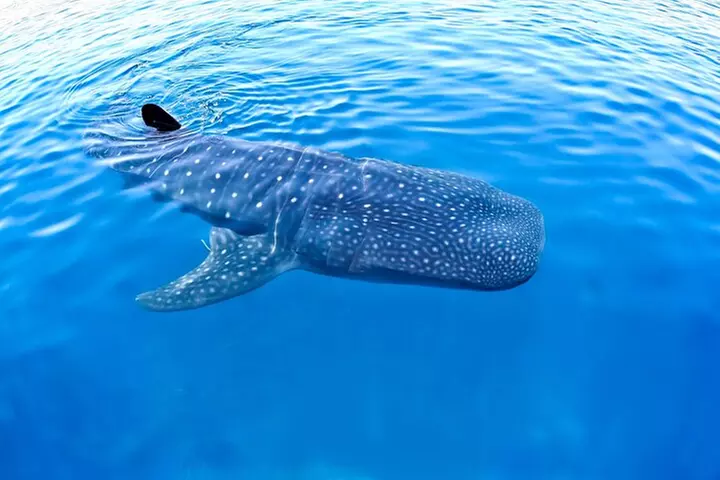 Whale Shark Experience Lifetime Memory in Cancun (snack included) - Primary Image