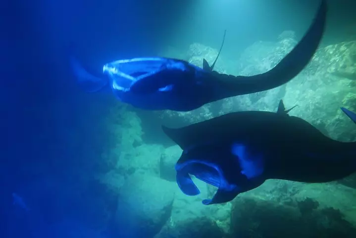 Kona Manta Rays Guaranteed Night Snorkel in Keauhou Harbor