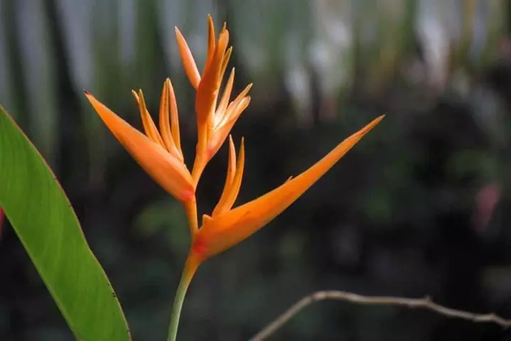 Waterfall, 1st Road to Hana, Chocolate Tour, Historical, Jungle