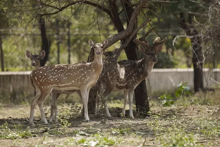 Six Flags Wild Safari Drive-Thru Adventure