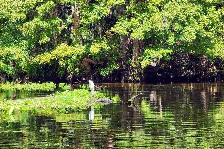Paddle Board or Clear Kayak and Swim Adventure at Wekiwa Springs - Primary Image