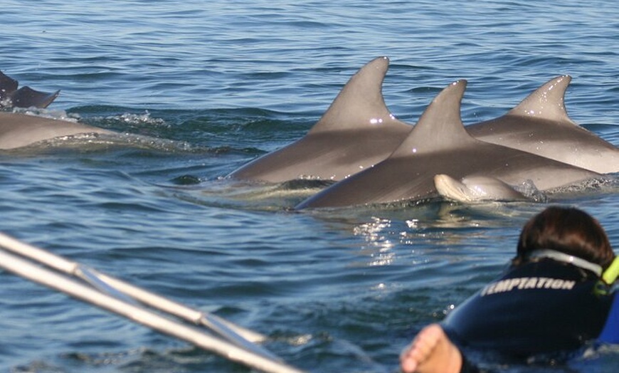 Image 7: Wild Dolphin Watch Cruise