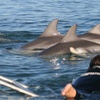 Image 7: Wild Dolphin Watch Cruise