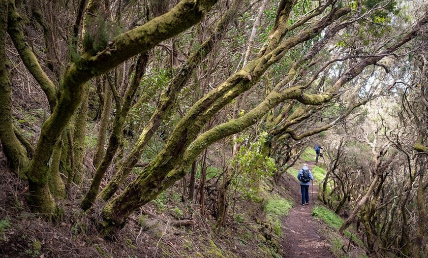 Image 4: Hidden Tenerife - Reserva Anaga a pie