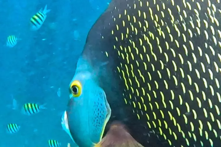 2 ½ - Hour Guided Snorkel Tour of Phil Foster park, Free Videos!