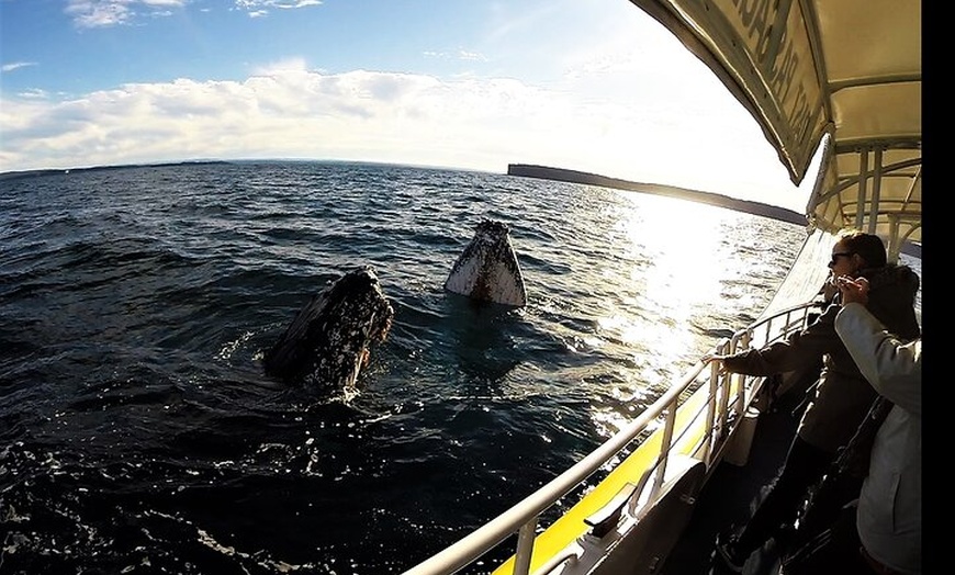 Image 2: Jervis Bay Whale Watching Tour