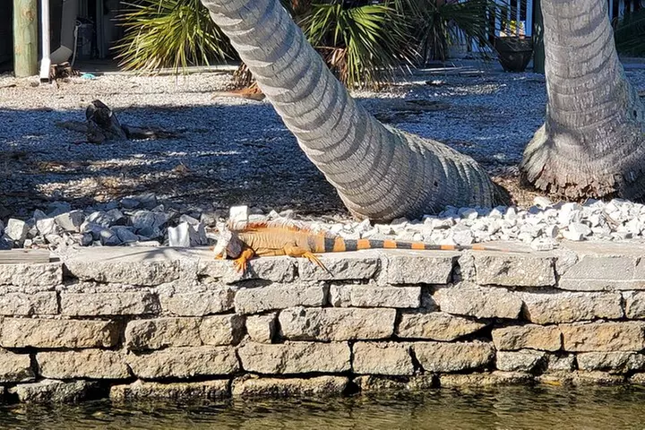 Sunset Dolphin Cruise with Sanibel Lighthouse Views