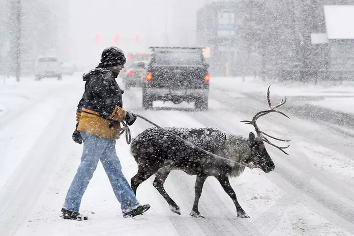 Anchorage's Winter City Tour = Samples + Stops + WildLife