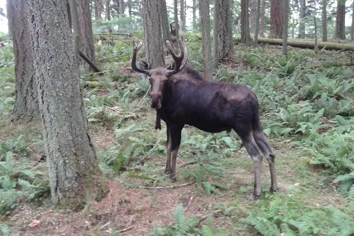 NW Trek - See Wild Animals in Natural Habitat - Primary Image