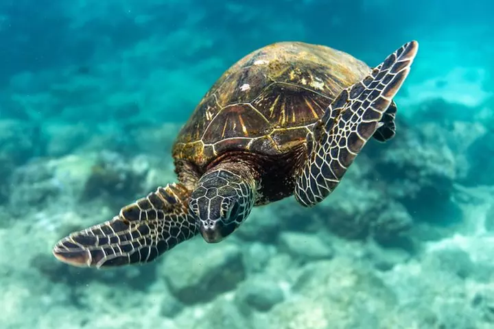 Incredibly Fun Coral Reef Giant Sea Turtles 4hour Boat Scuba Tour