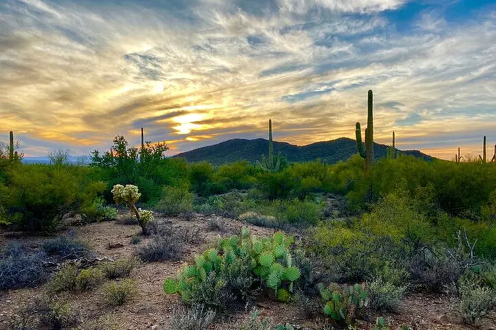 Saguaro Full Day Private Tour and Hike - Primary Image
