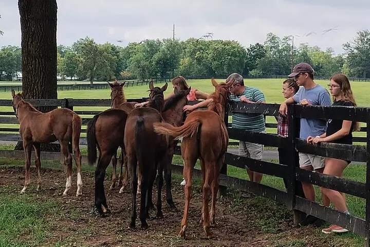 Half-Day Thoroughbred Horse Farm Tour in Kentucky