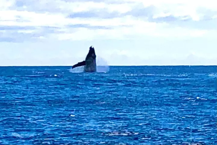 Whale Watching Cruise in Honolulu
