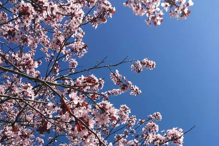 Washington D.C. Cherry Blossom Day Tour from DC&VA - Second Medium