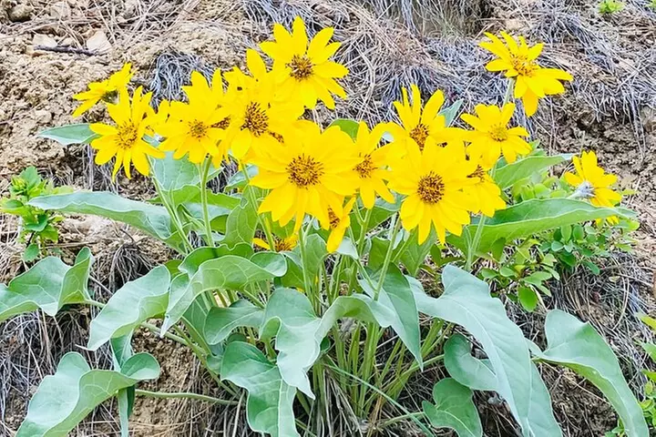 Whitewater Rafting - Full Day with Lunch
