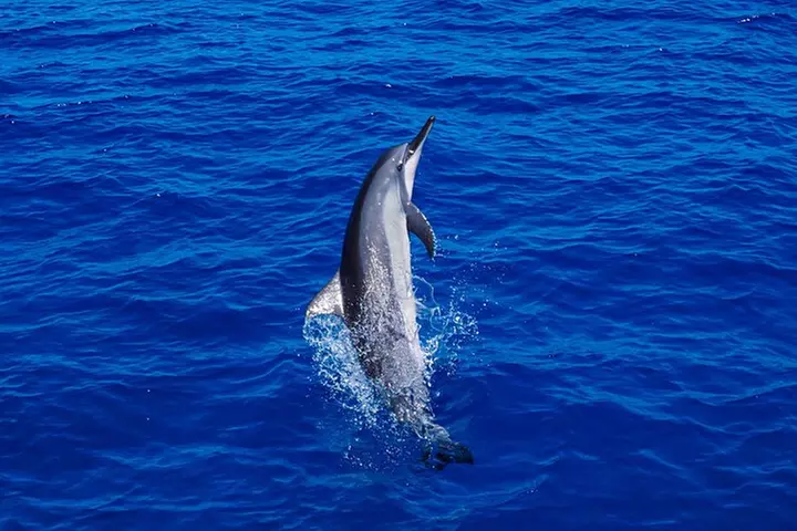 Oahu Swimming with Dolphins Speedboat Adventure