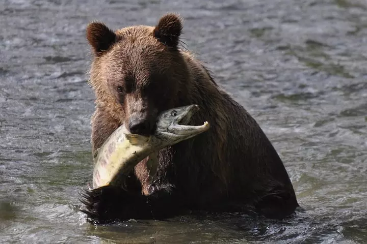 Full Day Grizzly Bear Tour to Bute Inlet - Primary Image