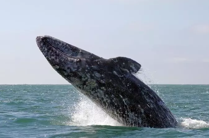 Nature Cruise and Whale Watching Tour - Primary Image