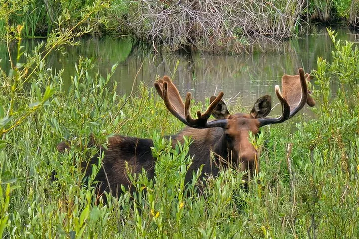 Woodland Park: 2 Hour Guided Wildlife Sunset UTV Tour - You Drive