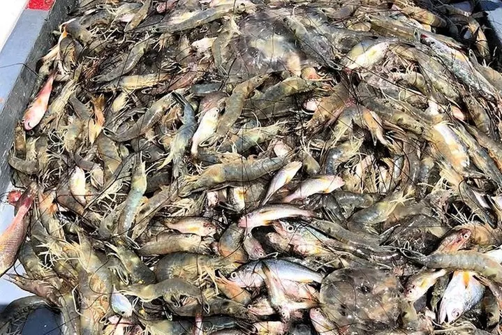 Hilton Head Shrimp Trawling Boat Cruise