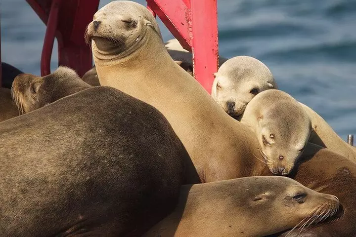 West Harbor LA 45-Minute Narrated Harbor Cruise of San Pedro