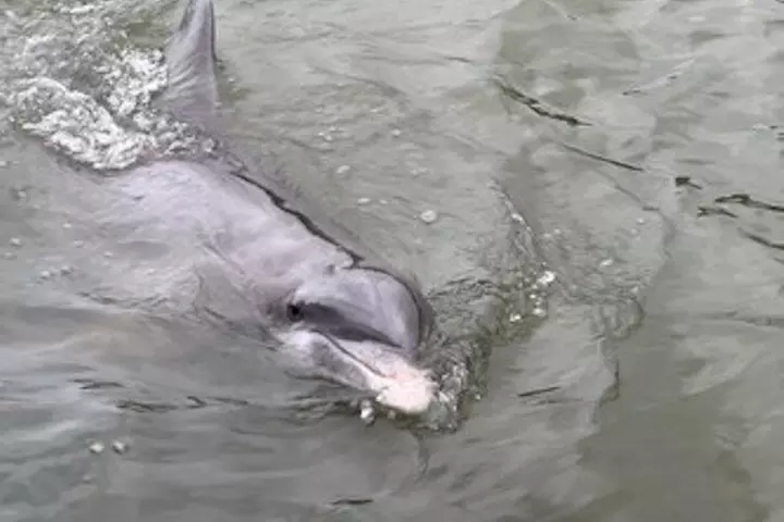 Private Hilton Head Dolphin Tour