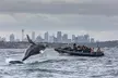 Sydney Whale-Watching by Speed Boat - Second Medium