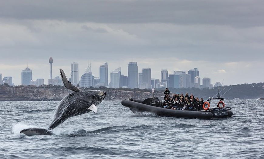 Image 3: Sydney Whale-Watching by Speed Boat