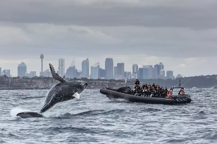 Sydney Whale-Watching by Speed Boat
