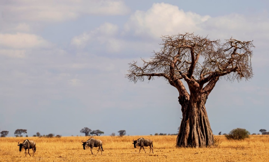 Image 10: ✈ TANZANIE | Du Kilimanjaro à Zanzibar - Sur la trace des animaux d...