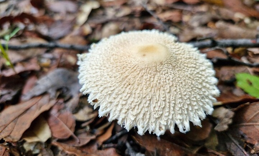 Image 13: Mushroom Tour from Mexico City