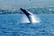 Humpback Whale Watching in Kailua-Kona Hawaii - Second Medium