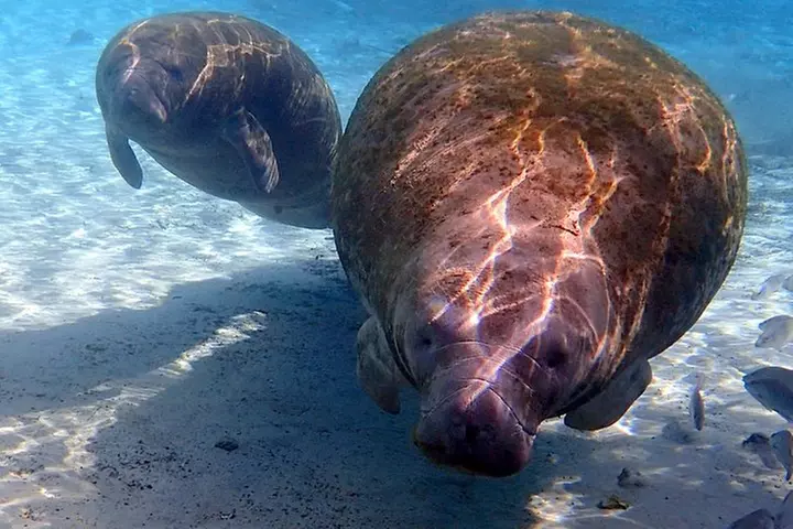 Exclusive Small Group VIP Heated Manatee Snorkel Tour