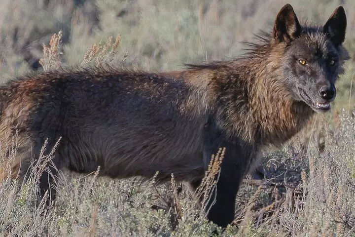Wildlife Hiking Adventure in Yellowstone with Lunch - Second Medium
